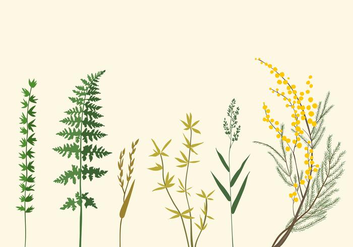 Botanic Illustrations Botanic Illustrations