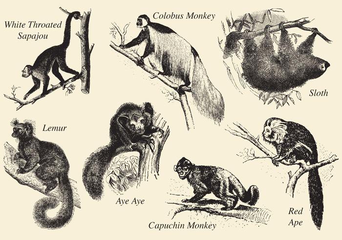 Old Style Drawing Mammals vector