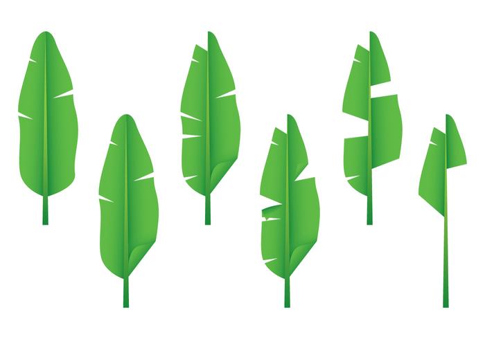 Realistic Banana Leaf Vectors