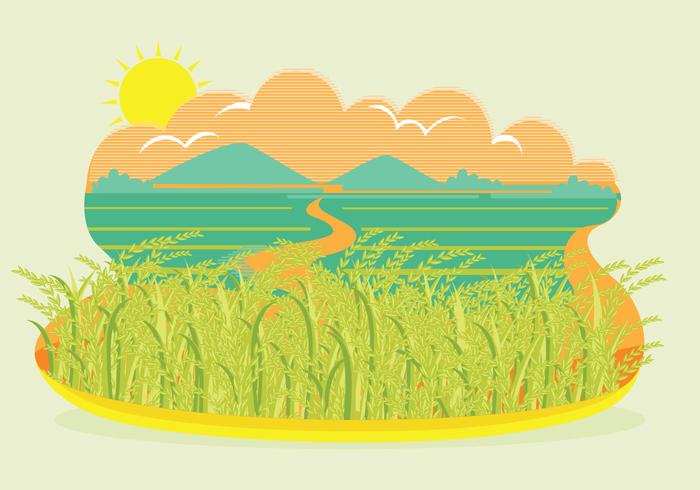 Rice Field Landscape Vector