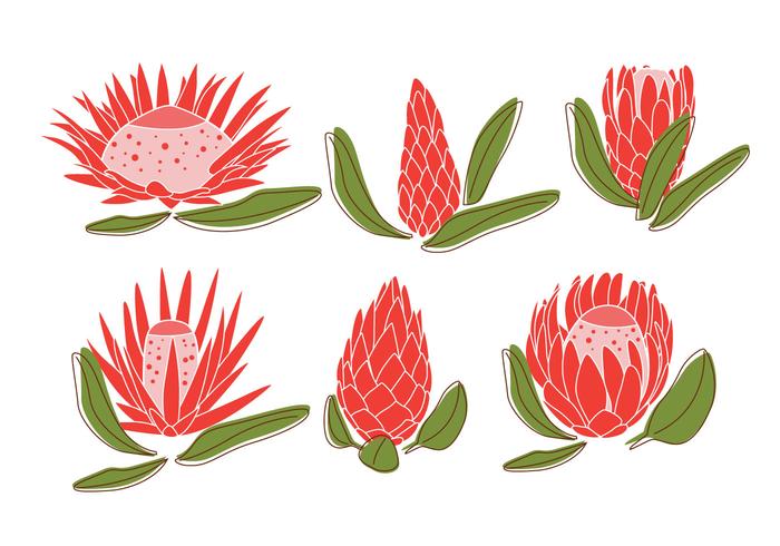 Protea Vectores