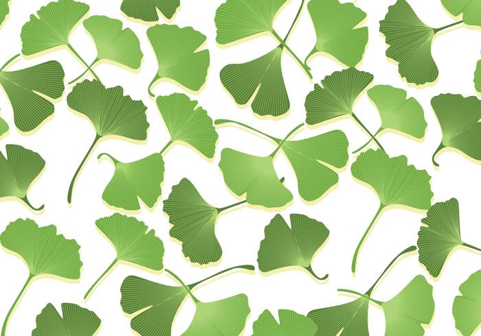 Ginko Leaf Vectors