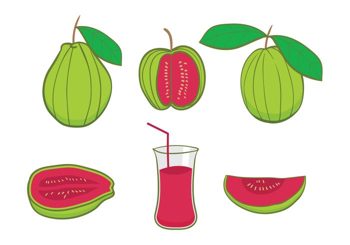 Guava Vector Guava Vector
