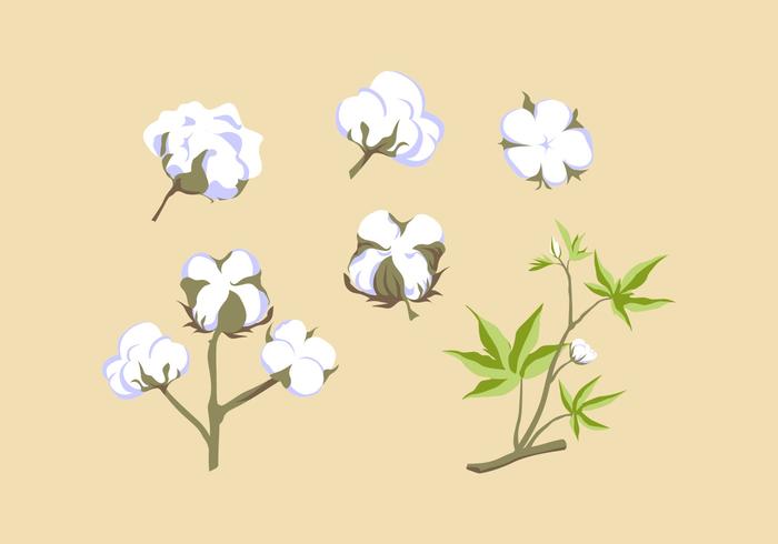 VECTOR DE PLANTAS DE ALGODÓN GRATIS