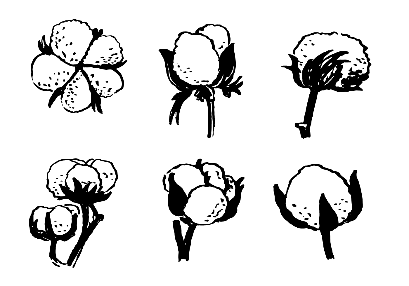 Hand Drawn Cotton Plant Vector - Download Free Vector Art, Stock