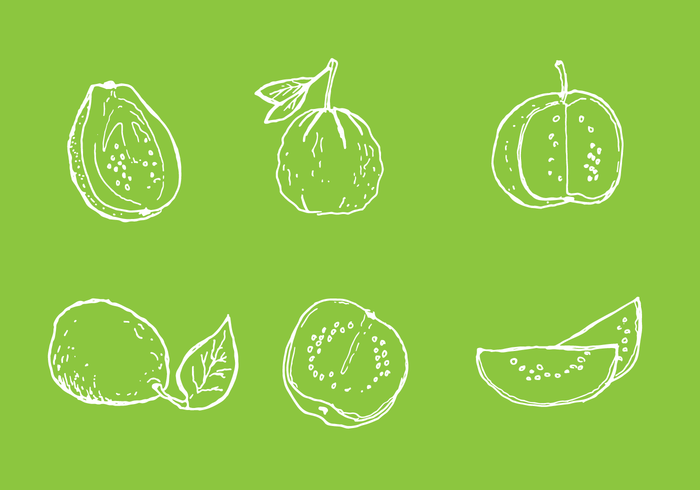 Simple Guava Line Vectors