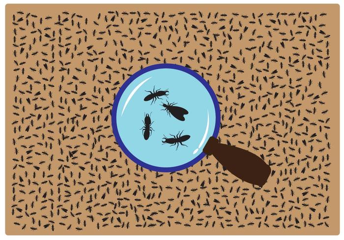 Termite Magnifying Glass Vector