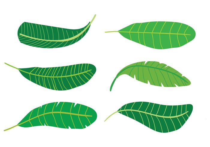 Vectores de la hoja del plátano