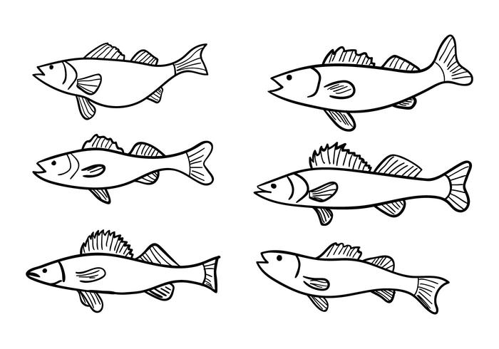 Walleye Vector