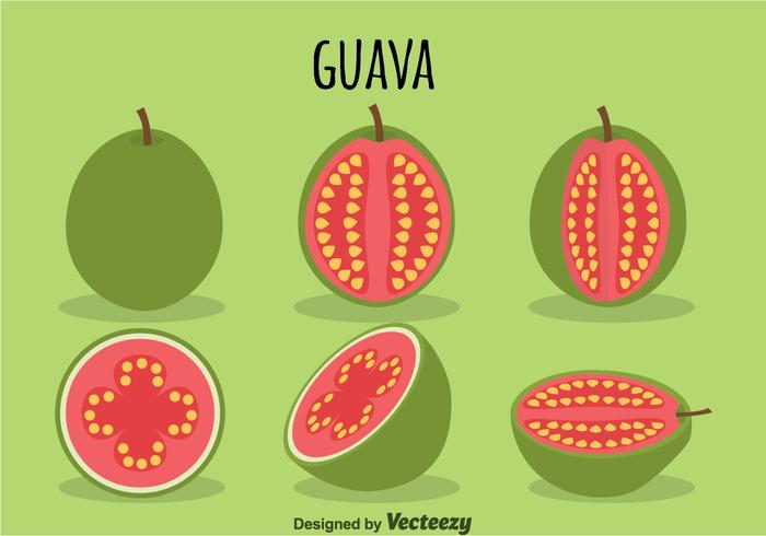 Guava Vector