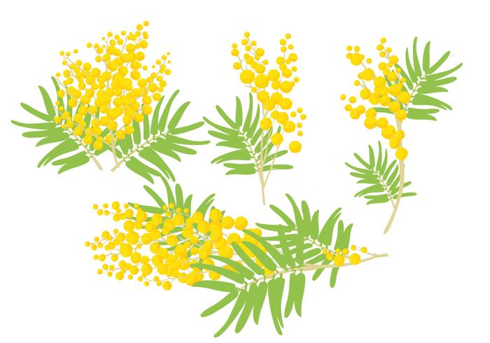 Mimosa Vectores