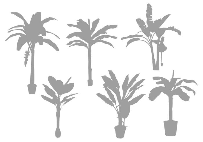 Banana Tree Silhouette Vectors Banana Tree Silhouette Vectors