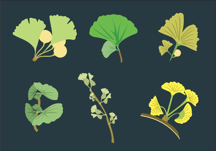 Ginko Leaves Vector