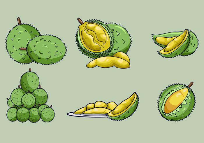 Delicious Durian Fruits Vector