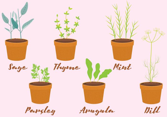 Vector Herbs in Pots