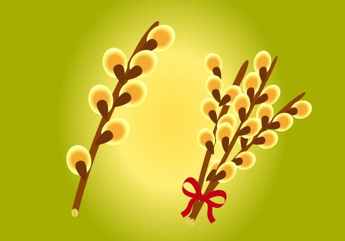 Catkins Flower Vector Catkins Flower Vector
