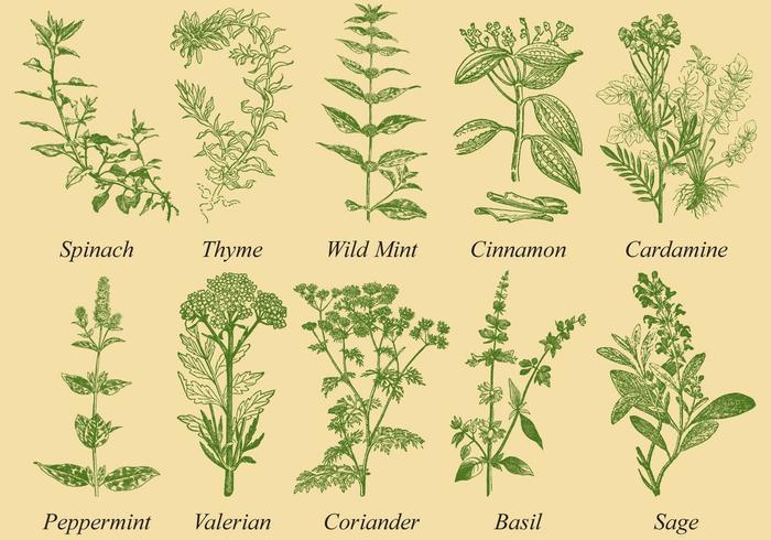Spices And Herb Vectors