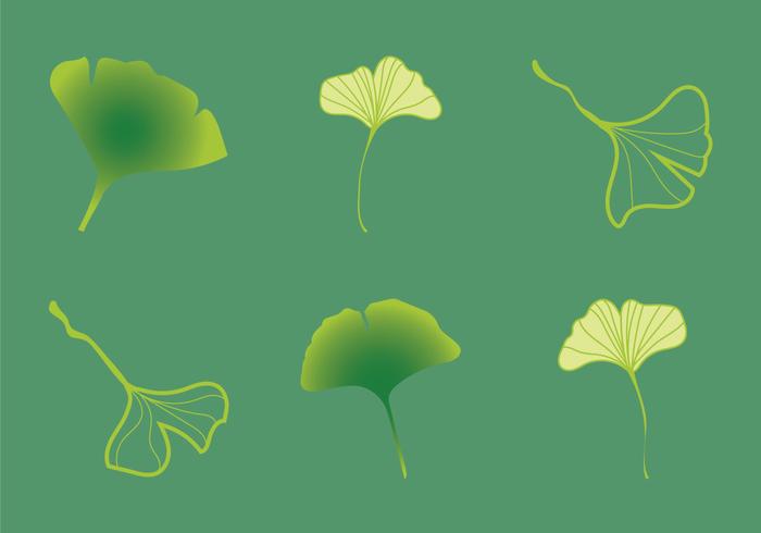 Ilustración vectorial libre de Ginko vector