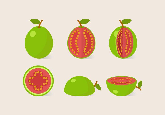 Vector Guava Vector Guava