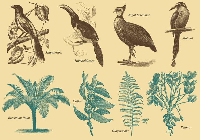 Brazil Flora And Fauna Vector Sketches 