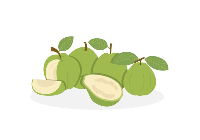 Guava Vectors Guava Vectors