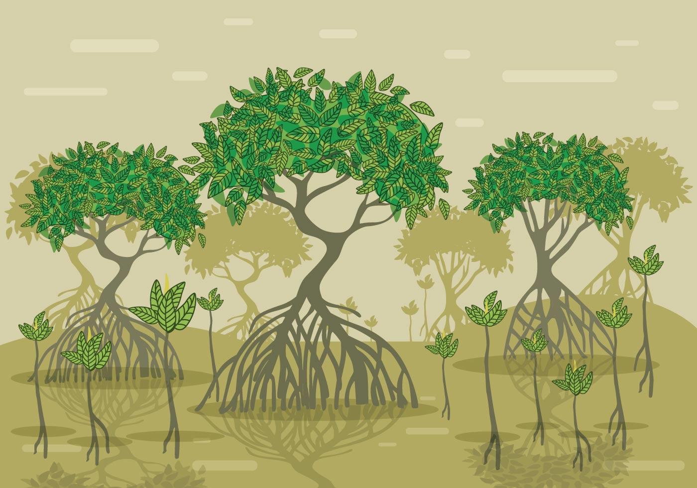 Mangrove Vector Forest 107165 Vector Art at Vecteezy