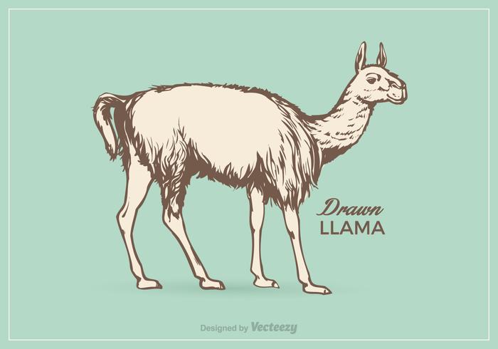 Free Llama Vector Illustration