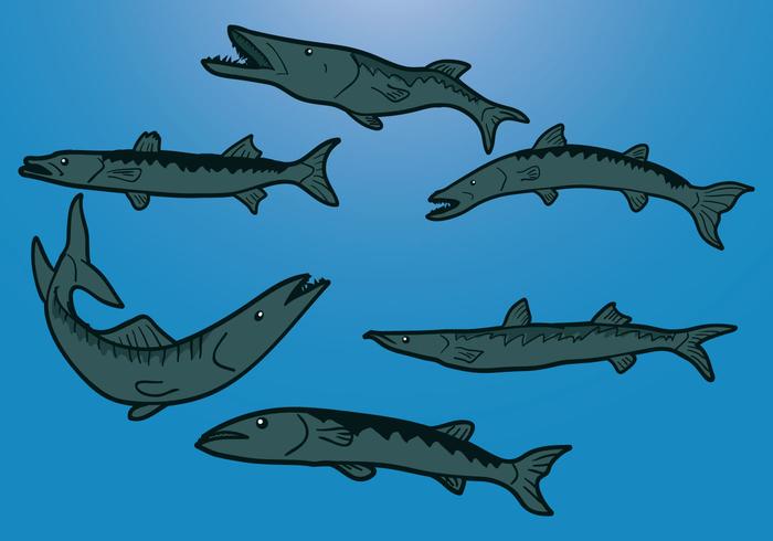 Barracuda Vector
