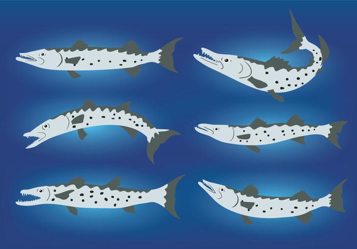 Barracuda Vector