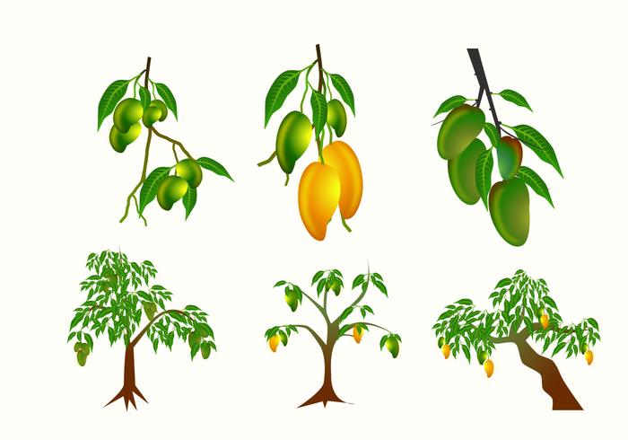 Vectores de planta de mango