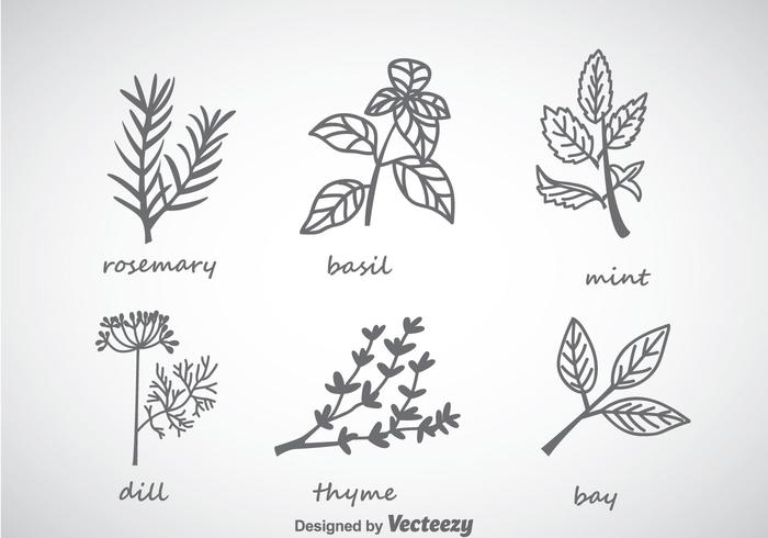 Herbs And Spices Collection Vector