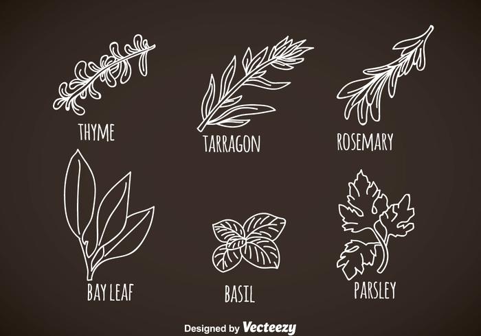 Herbs And Spices Leaves Vectors