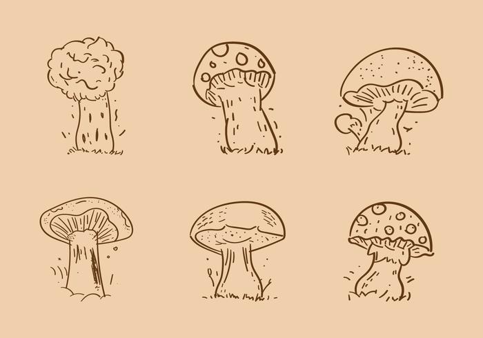 Free Truffles Vector 1