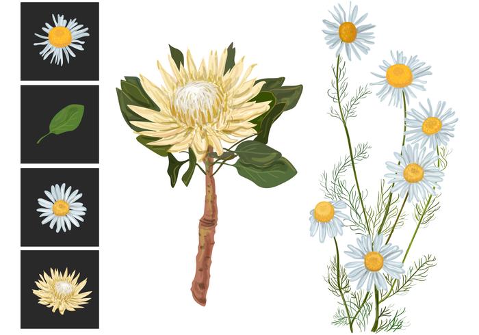 Flowers and Protea Vectors Flowers and Protea Vectors