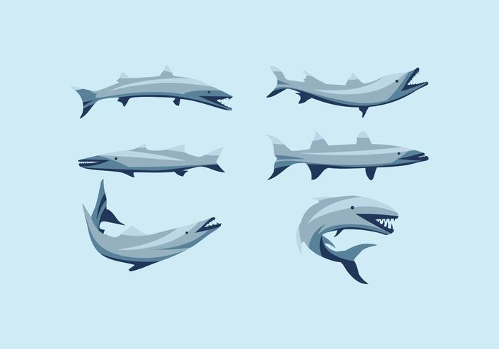 FREE BARRACUDA VECTOR