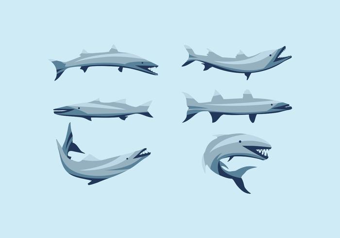 VECTOR GRATIS DE BARRACUDA