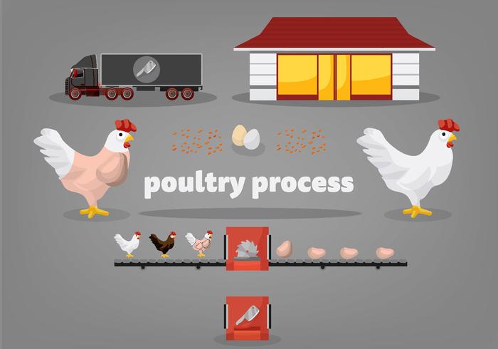 Free Poultry Process Vector Illustration