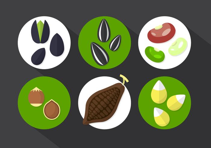 Ilustración vectorial de habas de cacao vector