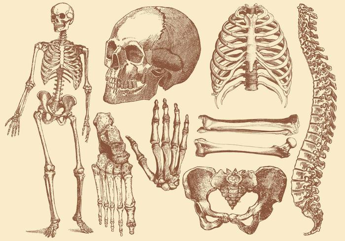 Old Style Drawing Human Bones vector