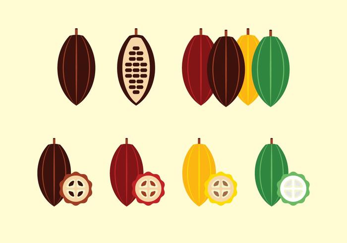 Cocoa Fruit and Beans Vector