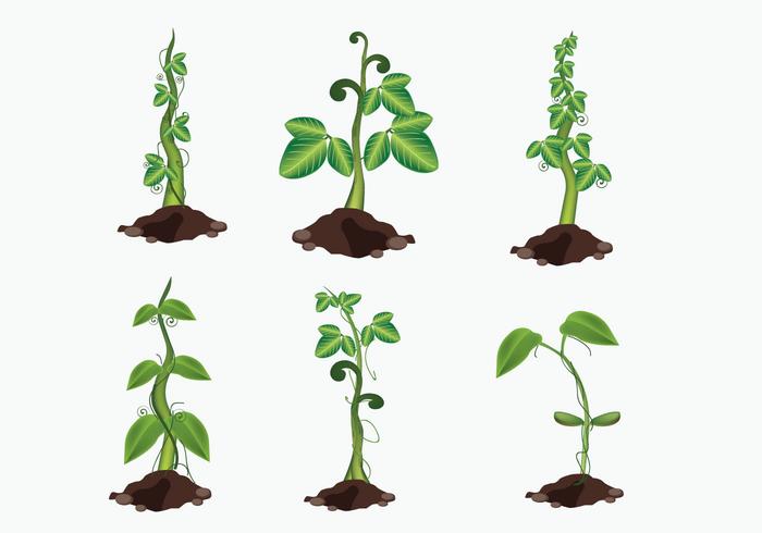 Growing Beanstalk Vector