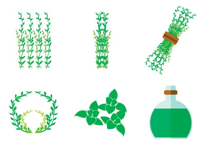Thyme Vector Thyme Vector