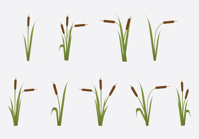 Free Reeds Vector Illustration