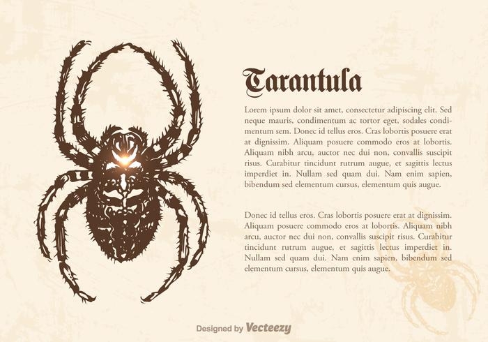 Free Tarantula Vector Illustration Free Tarantula Vector Illustration