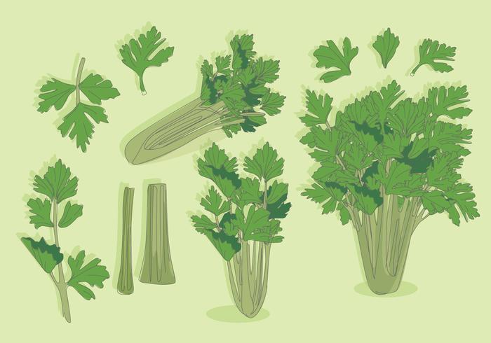 Celery Vector Celery Vector