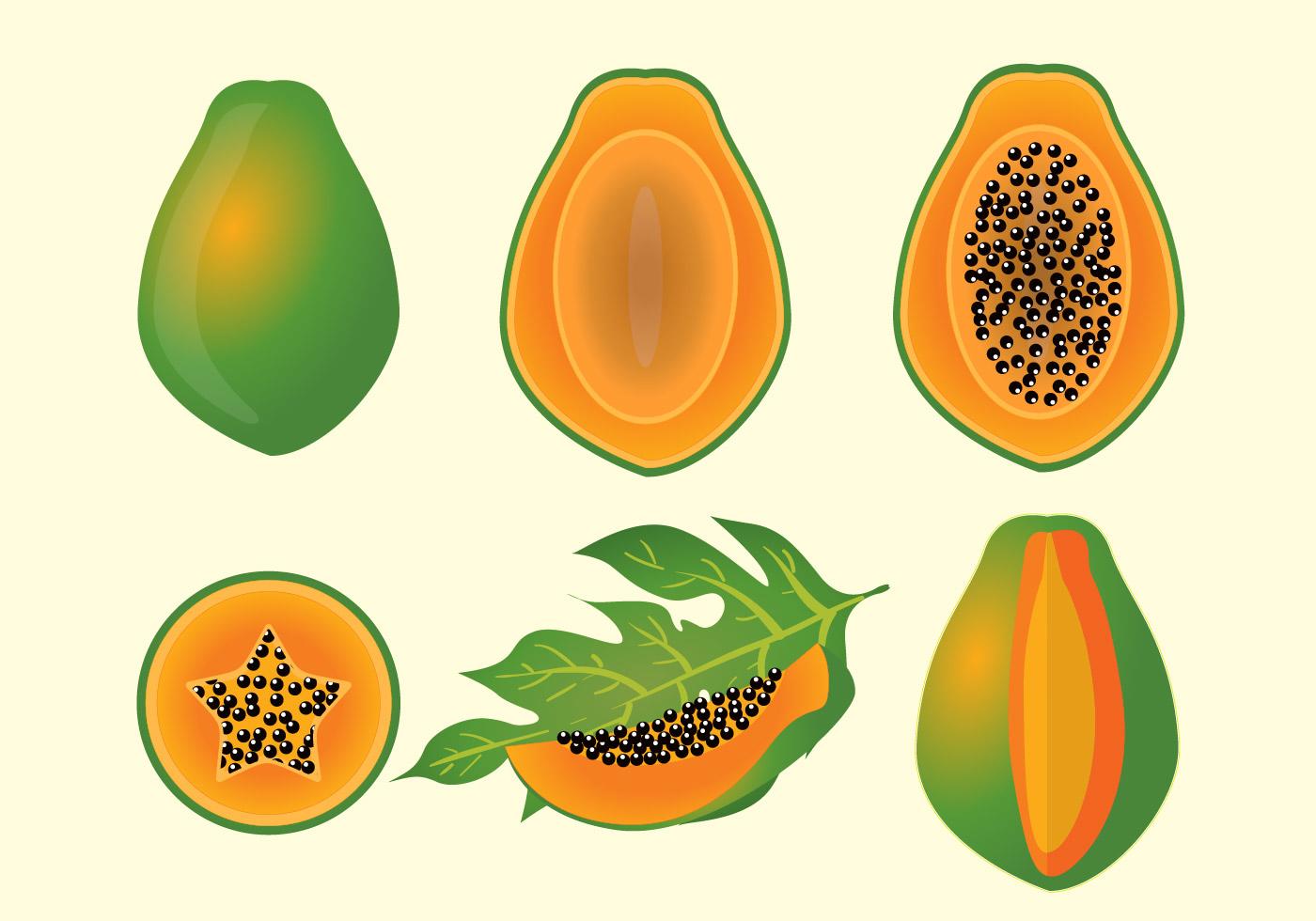 Papaya Fruit Vectro.