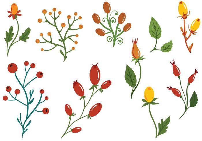 Free Rosehip Vectors Free Rosehip Vectors