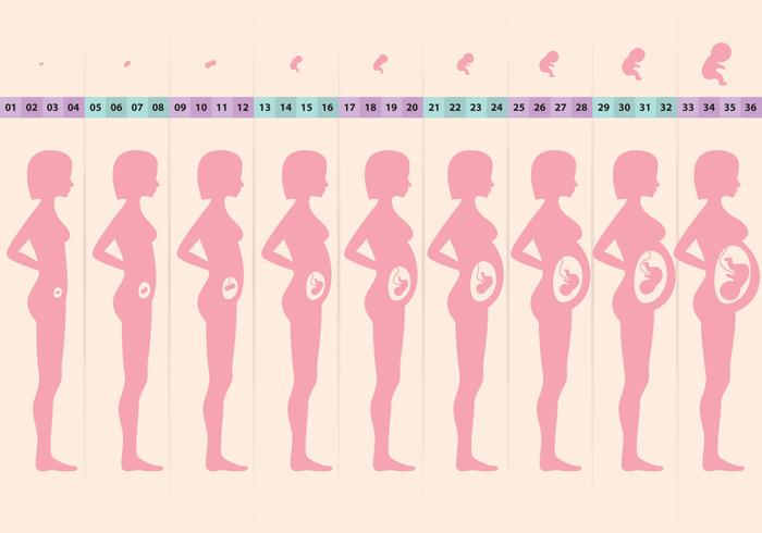Pregnant Cycle Pregnant Cycle
