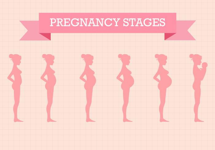 Free Pregnancy Stages Vector