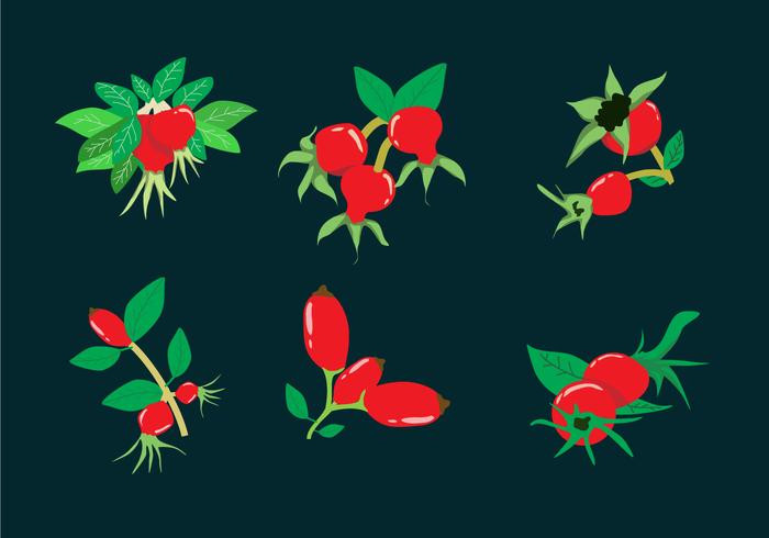 Rosehip Illustration Vector